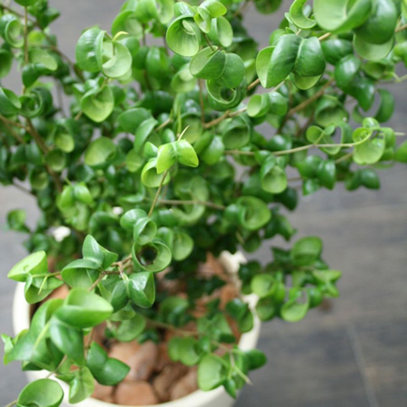観葉植物の鉢植え