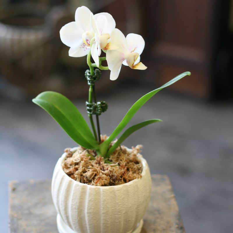 白い胡蝶蘭の鉢植え