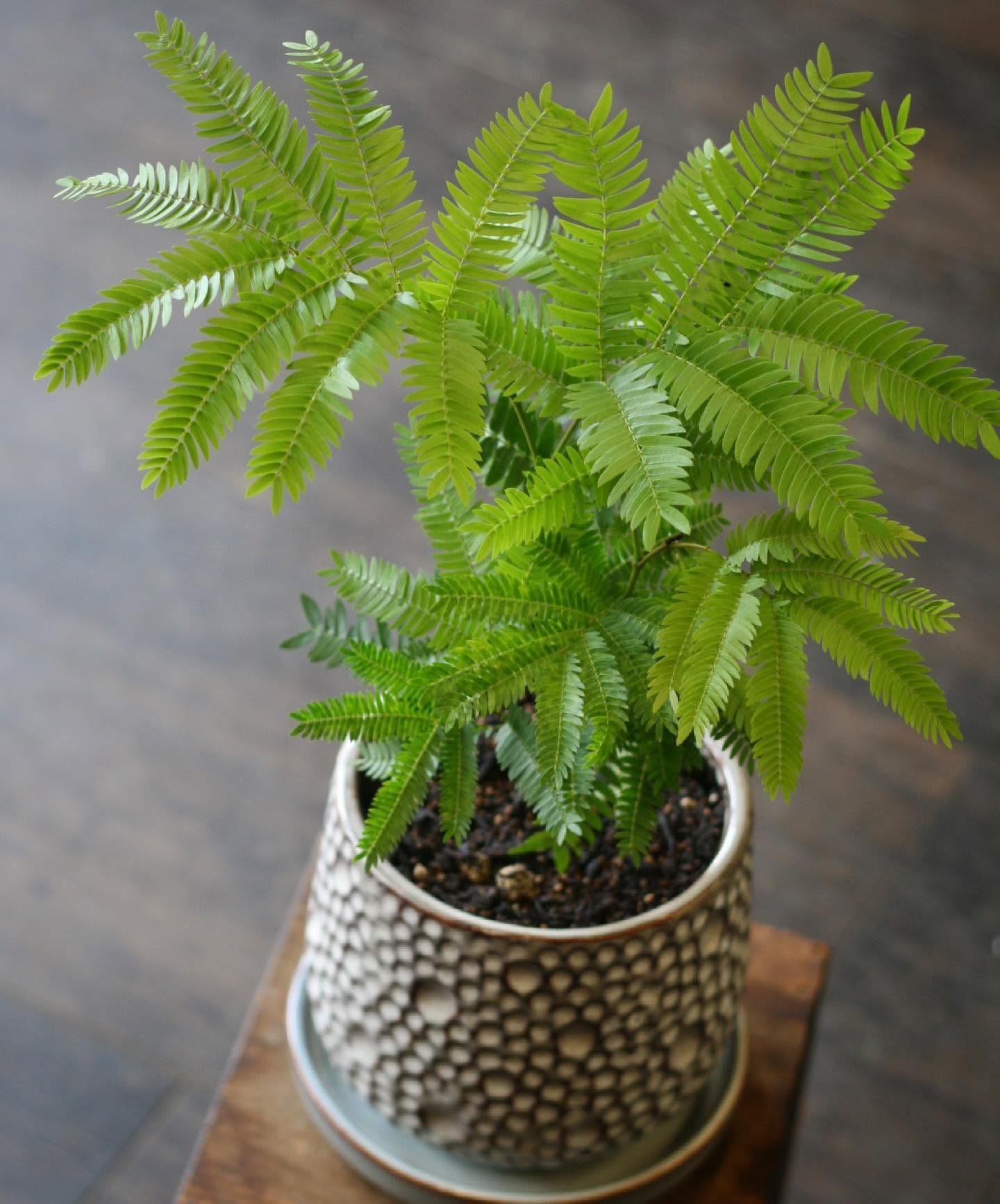 シダ系グリーンの鉢植え