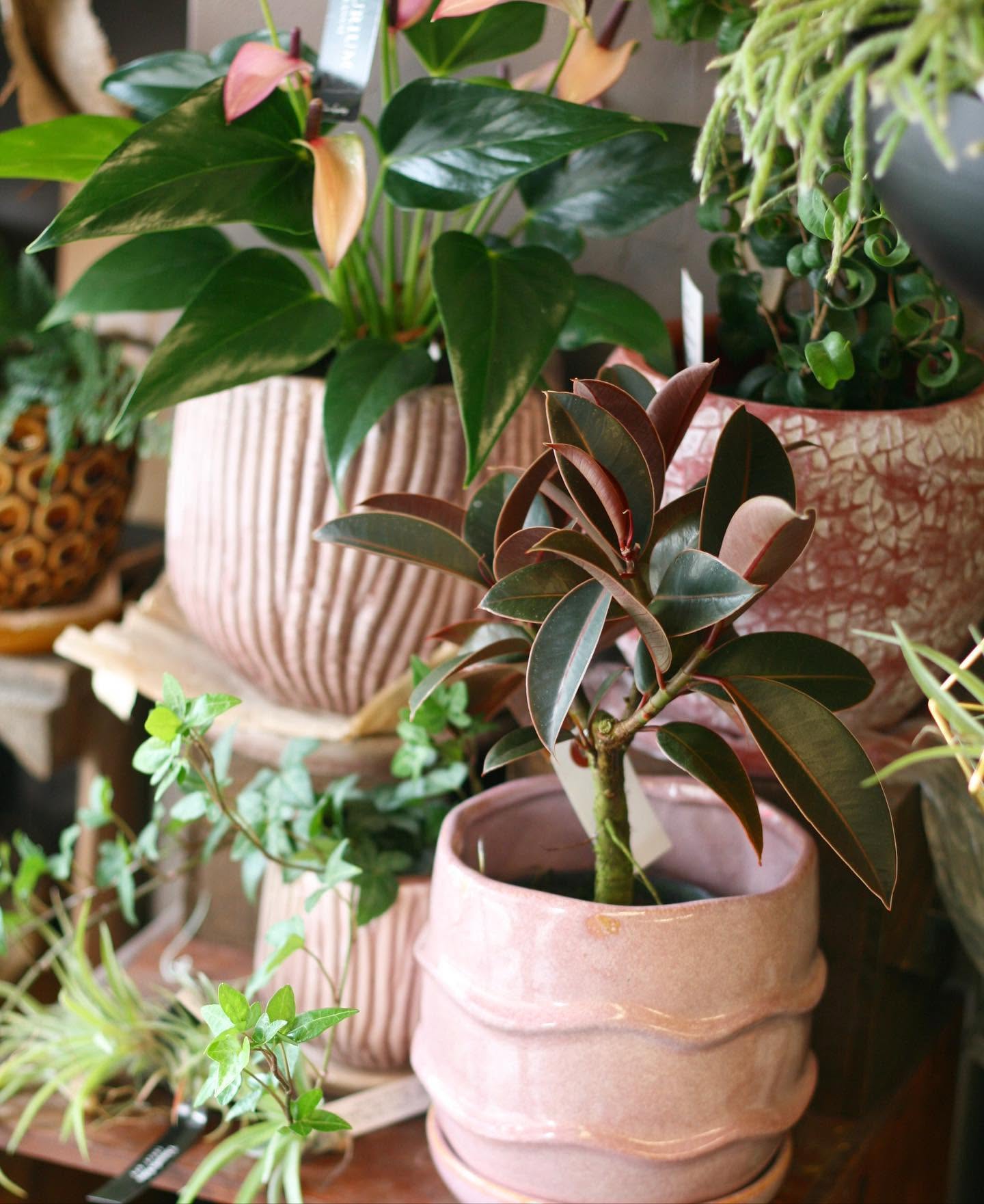 店内の観葉植物ディスプレイ